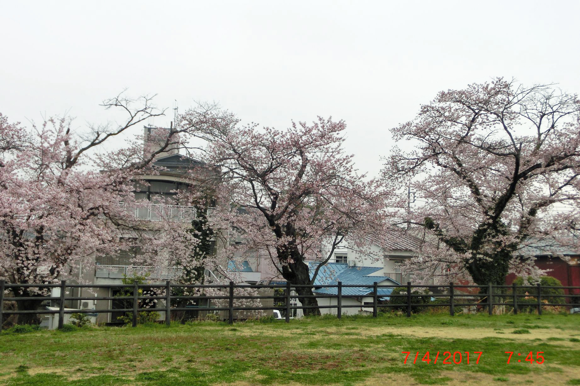 sakura