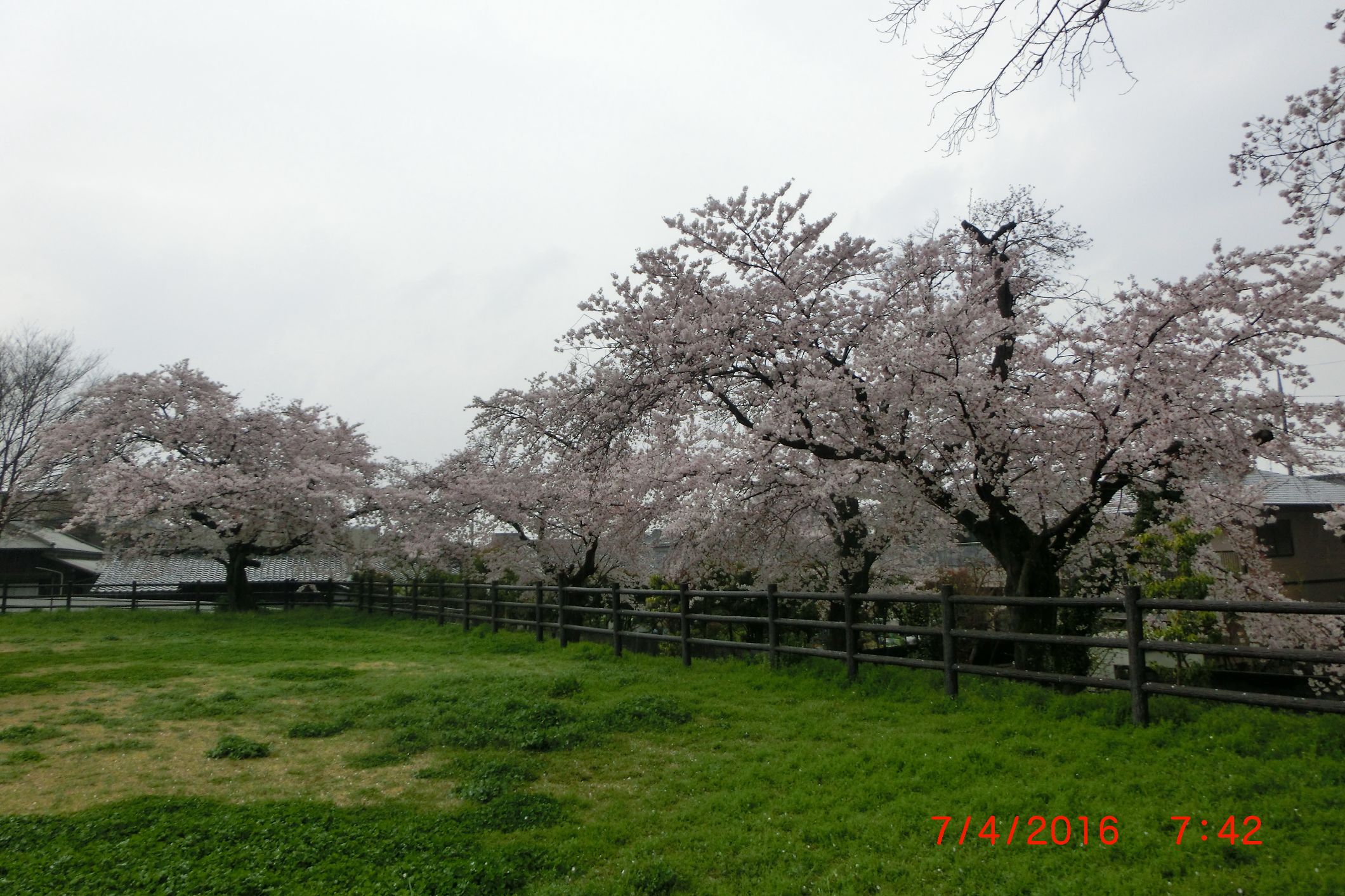 桜