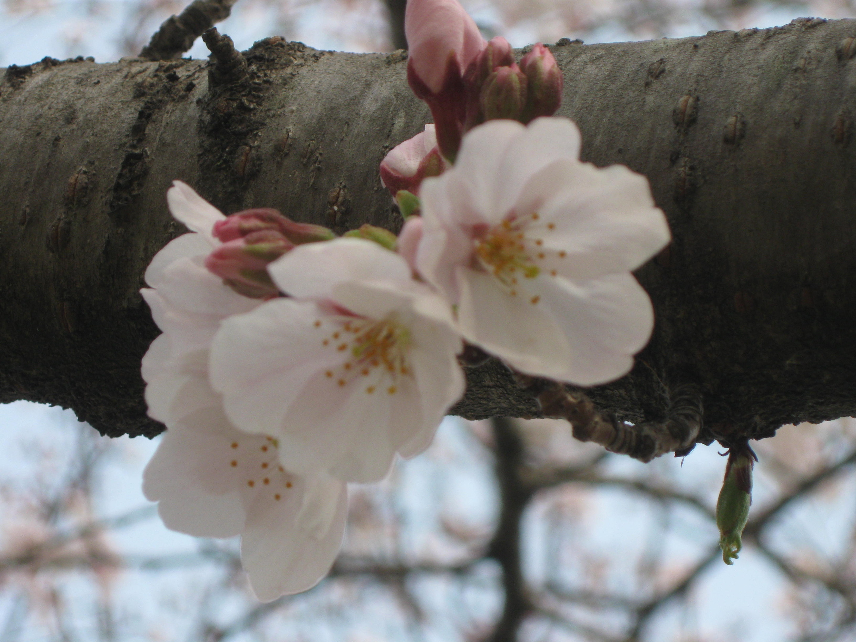 桜